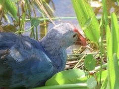 Porphyrio poliocephalus