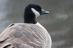 Branta