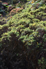 Hypericum irazuense