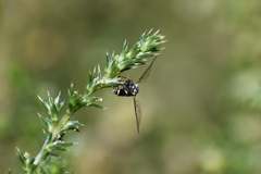 Dioprosopa clavata