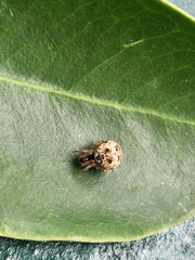 Cyclosa