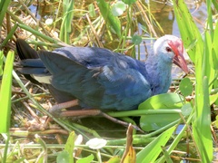 Porphyrio poliocephalus