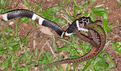 Rhinobothryum lentiginosum