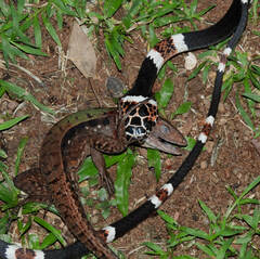 Rhinobothryum lentiginosum