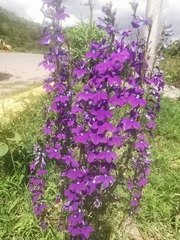 Lobelia fenestralis