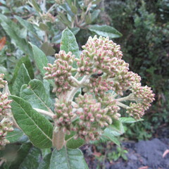 Ageratina asclepiadea