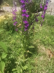 Lobelia fenestralis
