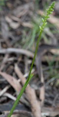 Microtis unifolia