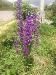 Lobelia fenestralis