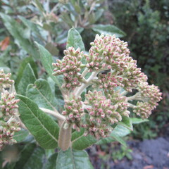 Ageratina asclepiadea