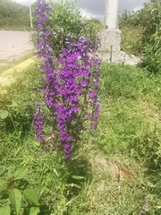 Lobelia fenestralis