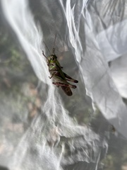 Gastrimargus marmoratus