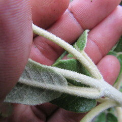 Ageratina asclepiadea