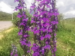 Lobelia fenestralis