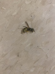 Vespula