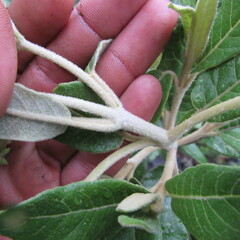 Ageratina asclepiadea