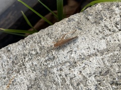 Aphonoides japonicus