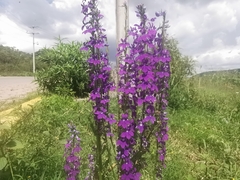 Lobelia fenestralis