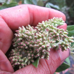 Ageratina asclepiadea