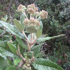 Ageratina asclepiadea