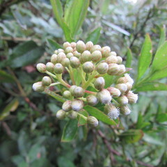 Baccharis prunifolia