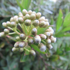 Baccharis prunifolia