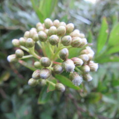 Baccharis prunifolia