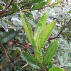 Baccharis prunifolia
