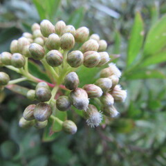 Baccharis prunifolia