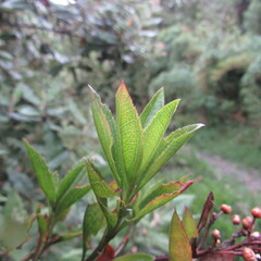 Baccharis prunifolia
