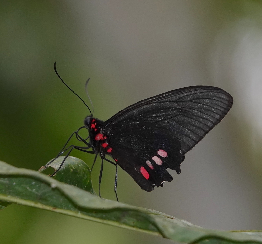 Parides aeneas