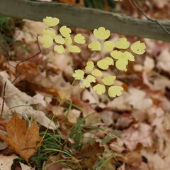 Thalictrum dioicum