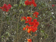 Bougainvillea glabra