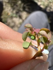 Euphorbia misella