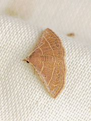 Corgatha dictaria