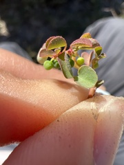 Euphorbia misella