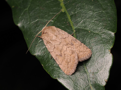 Athetis obtusa
