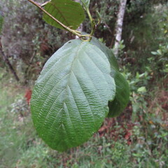 Alnus acuminata