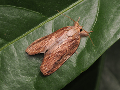Lamprothripa scotia