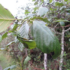 Alnus acuminata