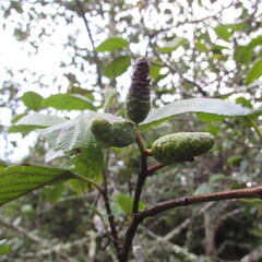 Alnus acuminata