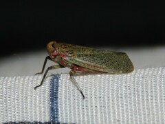 Fulgoridae
