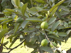 Psidium guineense