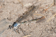 Argia emma