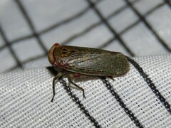 Fulgoridae