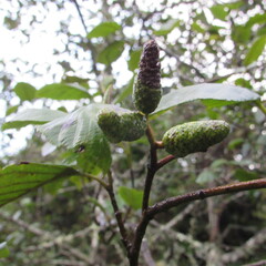 Alnus acuminata