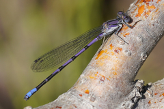 Argia emma