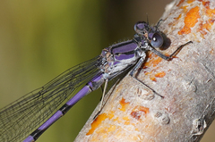 Argia emma