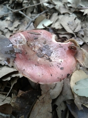 Heterophyllidia