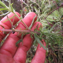 Castilleja fissifolia